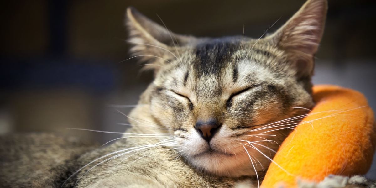 Imagen en primer plano que muestra los bigotes de un gato, resaltando su sensibilidad y su papel en la detección de cambios en el entorno.