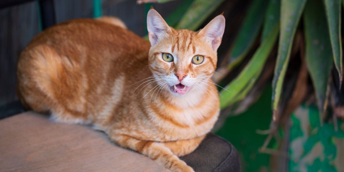 Gato naranja con expresión juguetona y pelaje esponjoso, sentado en una silla y pateándose la nariz, posiblemente indicando una reacción alérgica.