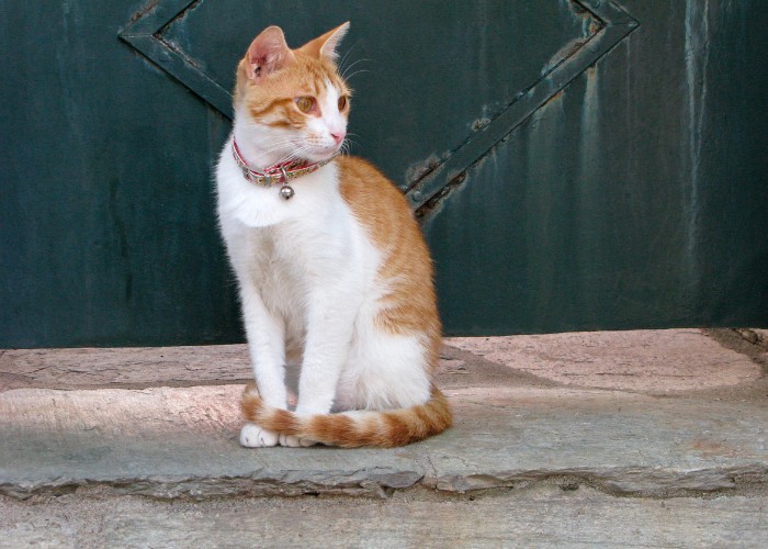 Gato sentado con un collar con cascabel