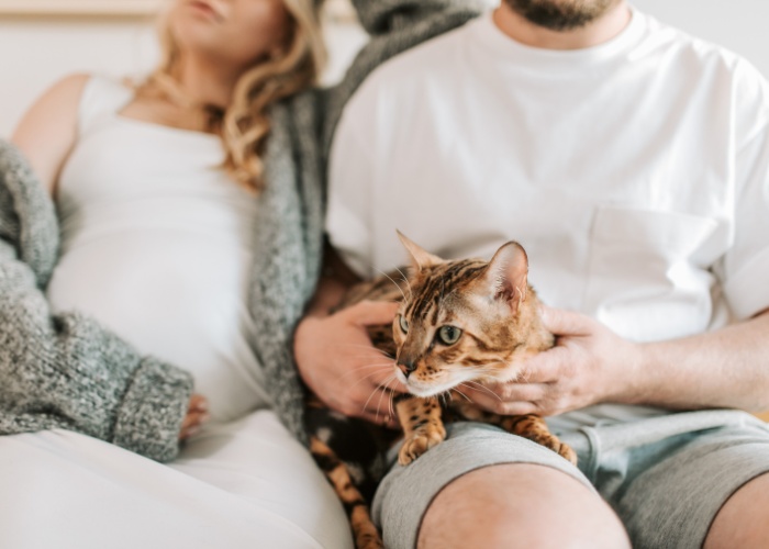 Imagen de un gato cómodamente acurrucado entre una pareja, simbolizando el afecto compartido y la felicidad que las mascotas pueden aportar a las relaciones.