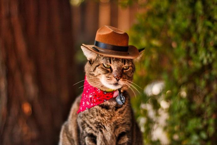 Gato con sombrero en una imagen comprimida, agregando un toque de humor y estilo a su apariencia.