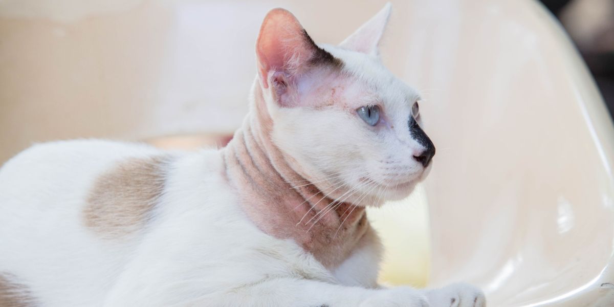 Un gato con una enfermedad de la piel, lo que enfatiza la necesidad de un diagnóstico y tratamiento adecuados de las afecciones de la piel felina.