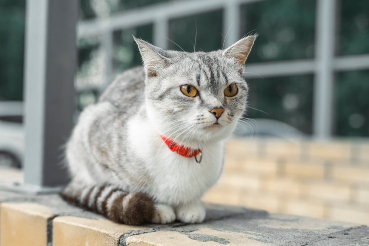 Una imagen que presenta un adorable gato americano de pelo corto, que irradia ternura con sus ojos expresivos y su presencia encantadora.