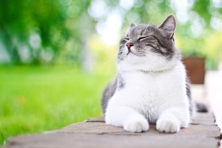 Un gato coreano alegre con una expresión de satisfacción, que irradia felicidad y relajación.