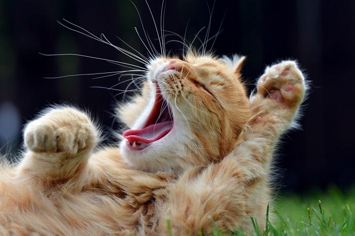 Gatito joven que muestra una postura defensiva, silbando con expresión cautelosa y la pata levantada.