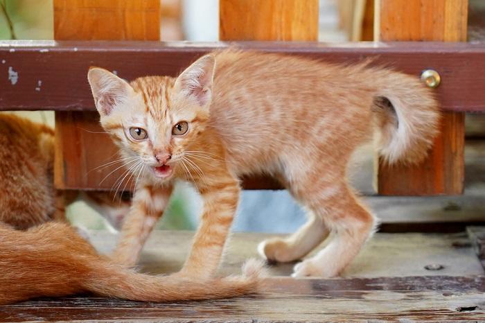 Un gatito defensivo que sisea en respuesta a una amenaza percibida.