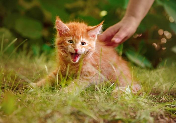 Un adorable gatito que muestra una postura defensiva, con el pelaje erizado y silbando, mostrando su respuesta instintiva a una amenaza percibida, mientras aún conserva un toque de inocencia juvenil.