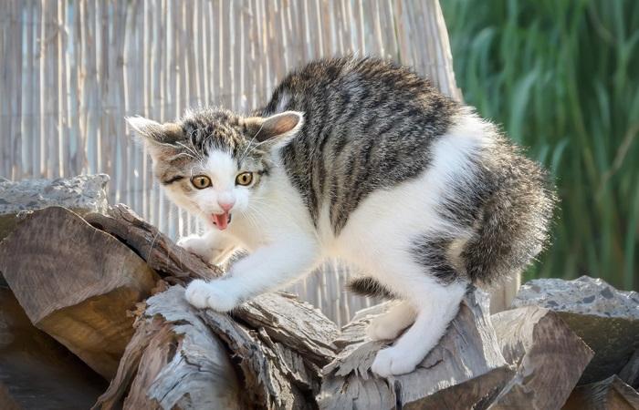 Una imagen que captura un pequeño gatito mostrando una postura defensiva.