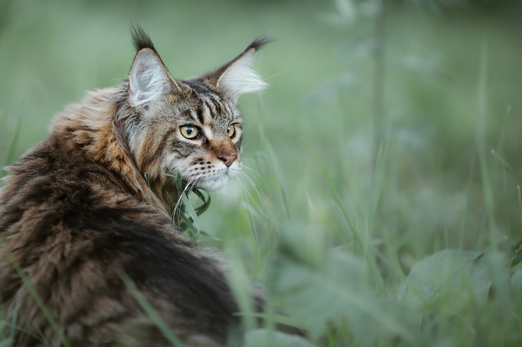 Impresionante imagen de un majestuoso gato Maine Coon, que muestra su distintivo pelaje largo, sus orejas con mechones y sus llamativos rasgos faciales.