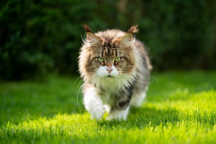 Imagen de un gato caminando con gracia por un césped verde y exuberante