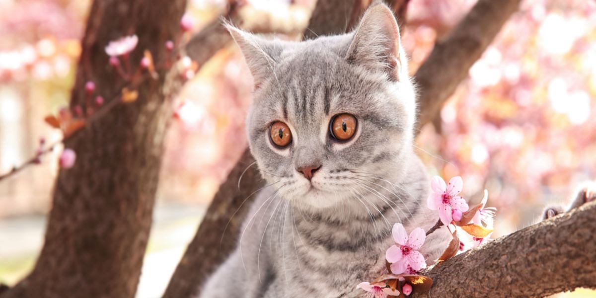 Un lindo gatito se sienta en la rama de un árbol.