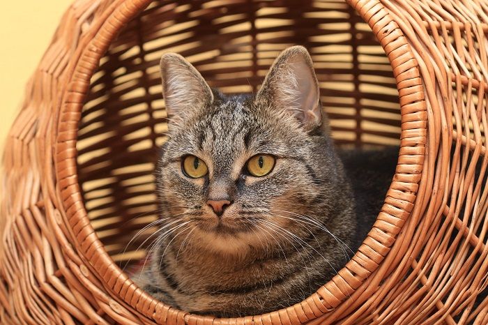 Gato cómodamente acurrucado dentro de una cama tejida para gatos, disfrutando de su acogedor y elegante refugio.