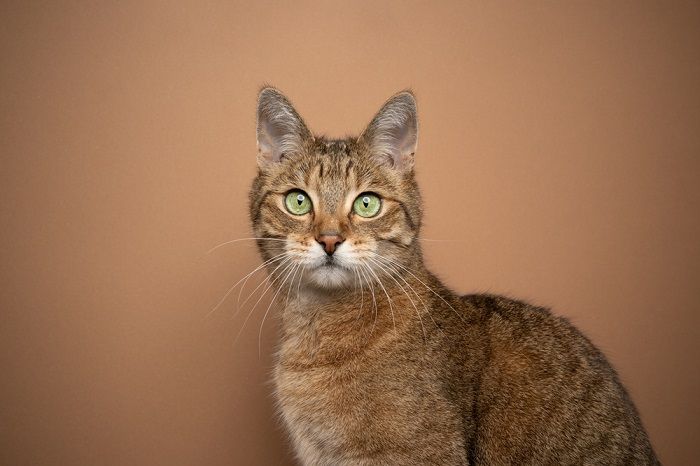 Gato marrón con llamativos ojos verdes, que ejemplifican su apariencia única y encantadora.