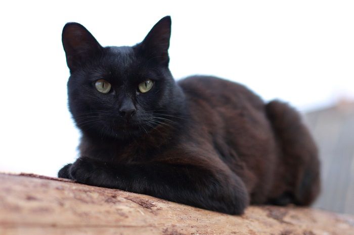 Gato negro sentado con gracia, mostrando una postura majestuosa y serena.