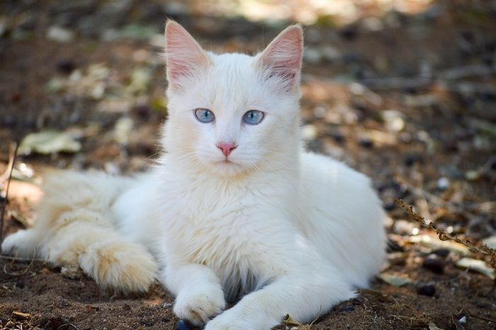 Gato blanco mirando directamente a la cámara, capturando su expresión cautivadora e inquisitiva.