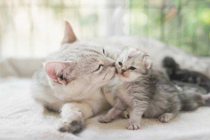 madre gata lamiendo gatito