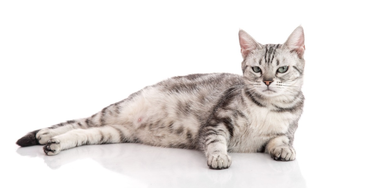 Una imagen de una gata preñada descansando cómodamente.