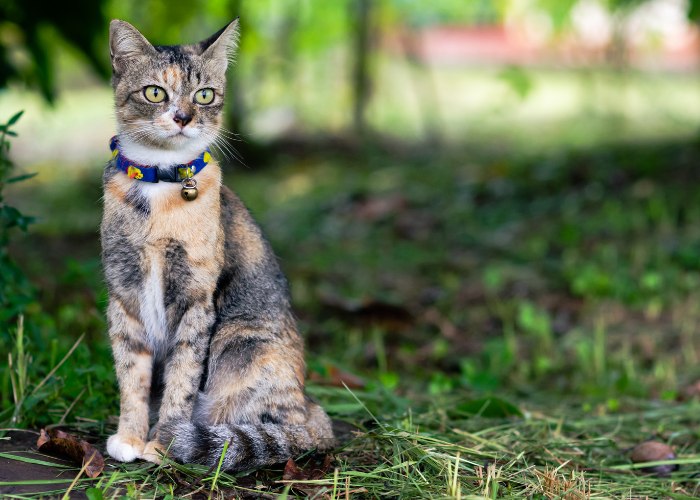 Lindo gato con cascabel en el collar