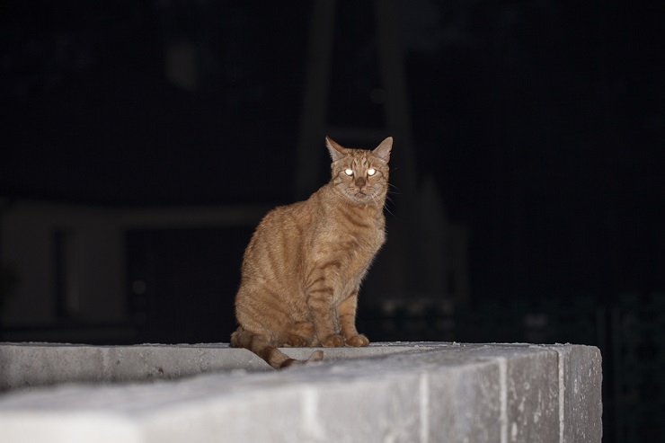 gato de noche