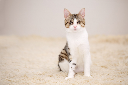 5 Razones para adoptar un gato con necesidades especiales