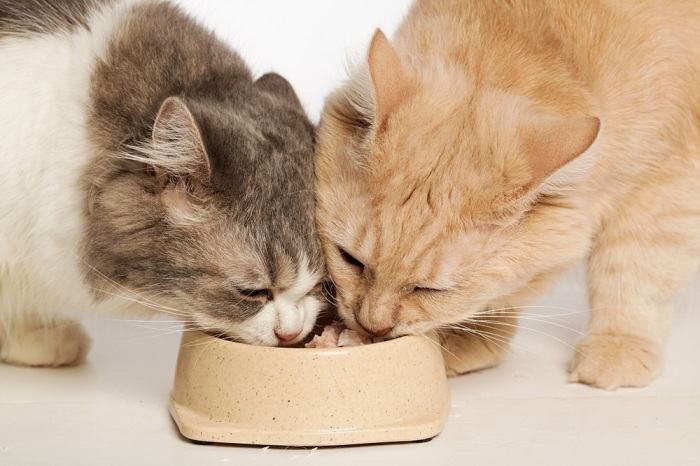 Dos gatos compartiendo un plato de comida.