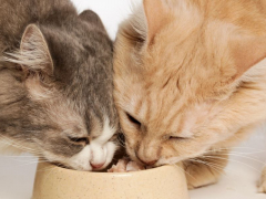 The image captures a harmonious moment of two feline companions enjoying their meal together.