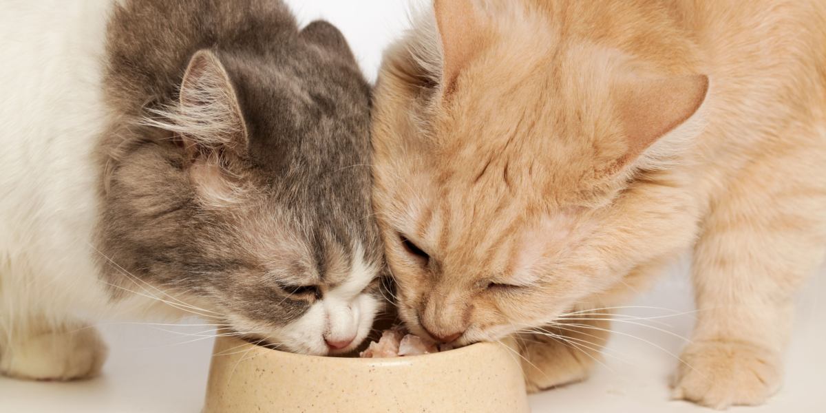 La imagen captura un momento armonioso de dos compañeros felinos disfrutando de su comida juntos.