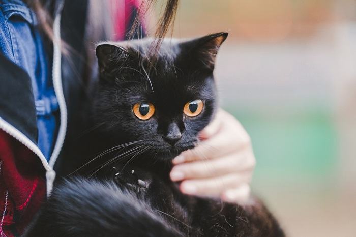 Gato unisex, resaltando las características únicas y neutrales de este felino.