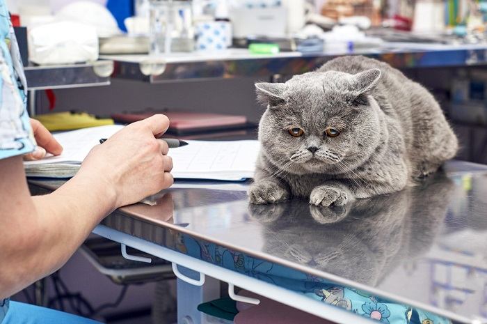 Veterinario realizando un chequeo exhaustivo a un gato enfermo, examinando cuidadosamente su estado con un estetoscopio, mostrando profesionalismo y cuidado.