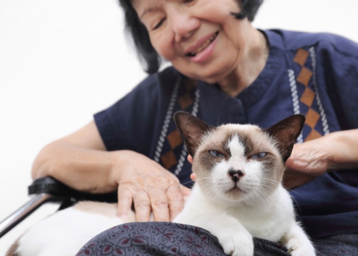 Imagen que retrata a una mujer sentada con un gato en su regazo y manteniendo una conversación.