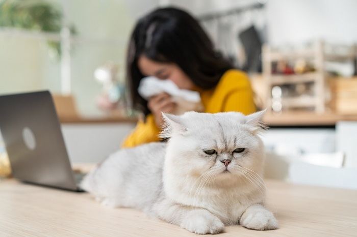 La imagen sugiere un escenario que involucra a una mujer que puede estar experimentando síntomas debido a su alergia a los gatos, resaltando los desafíos que enfrentan las personas con alergias.