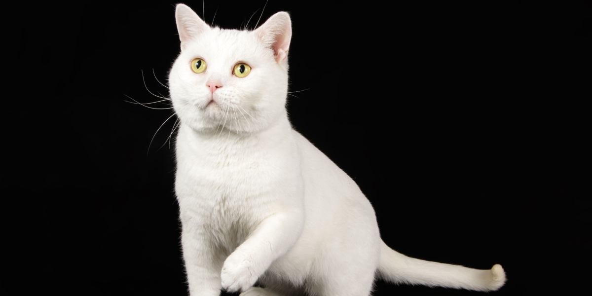 Gato Americano de Pelo Corto en una imagen comprimida, representando la clásica y querida raza felina americana.