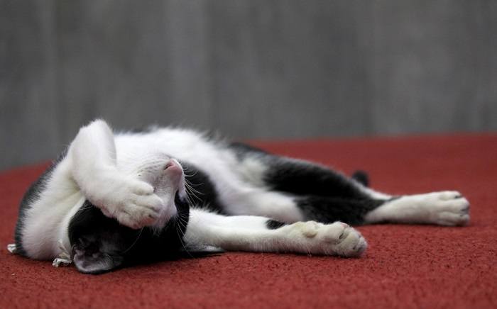 Gato blanco y negro descansando en el suelo