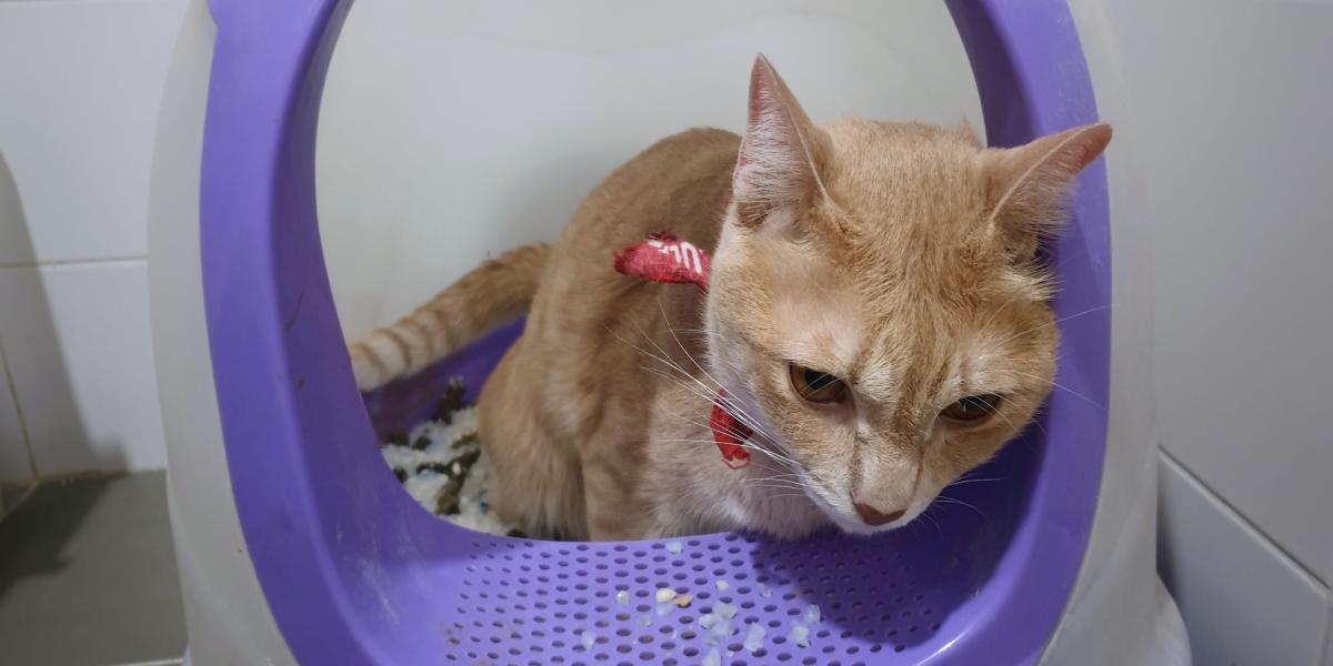 Imagen de un gato descansando cómodamente.