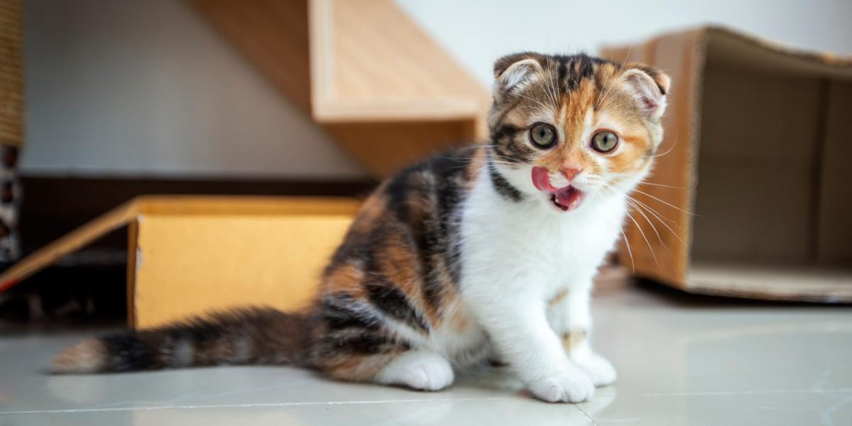 Gatos Scottish Fold juguetones divirtiéndose en una casa.