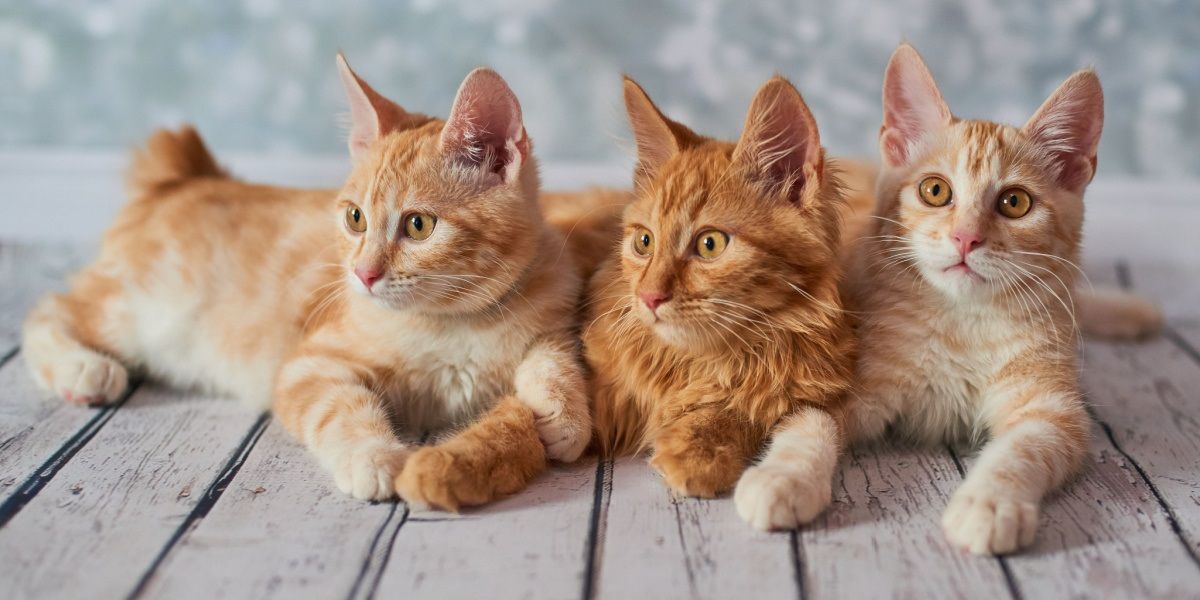 Tres gatos Bobtail americanos