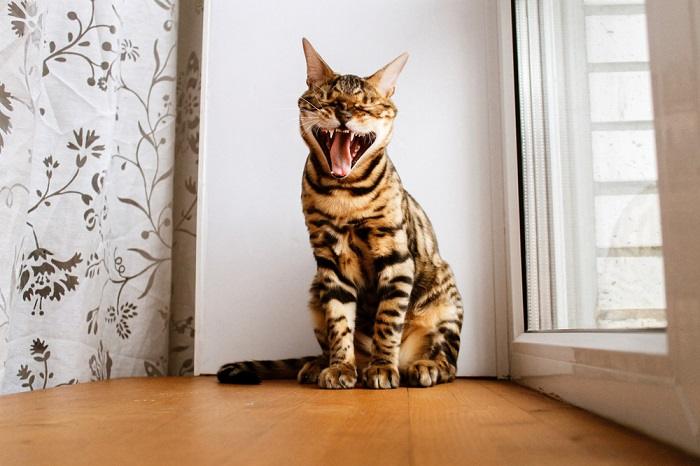 Una impactante imagen de un gato de Bengala capturado en pleno bostezo, mostrando sus marcas distintivas y su elegante postura, lo que aumenta el encanto de esta elegante y cautivadora raza felina en un momento de comportamiento natural.