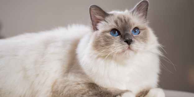 Los 100 mejores nombres para gatos birmanos