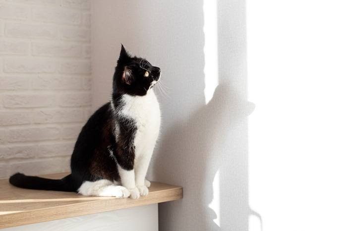 Una imagen que muestra un gato blanco y negro mirando una pared, con un comportamiento pensativo y observador, lo que provoca curiosidad sobre el estímulo que capta su interés.