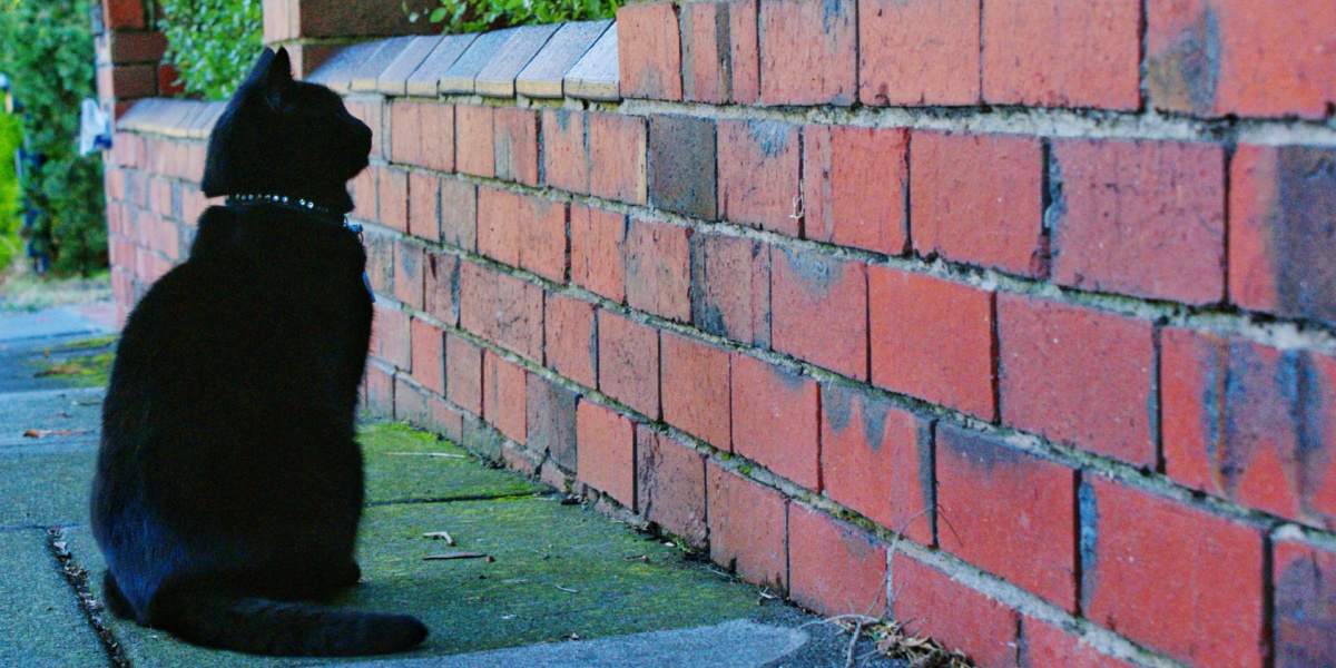 Una imagen intrigante de un gato negro mirando fijamente a una pared, mostrando una expresión concentrada y contemplativa, invitando a la curiosidad sobre la fuente de su atención.