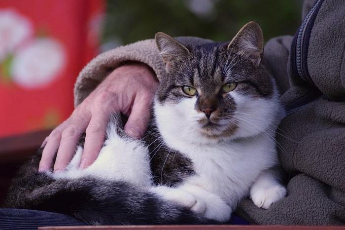 Un gato blanco y negro sentado felizmente en el regazo de su dueño.