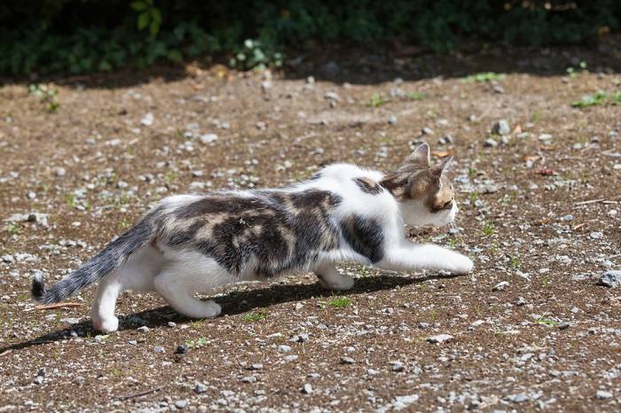 Una imagen que muestra un gato en posición agachada cerca del suelo.