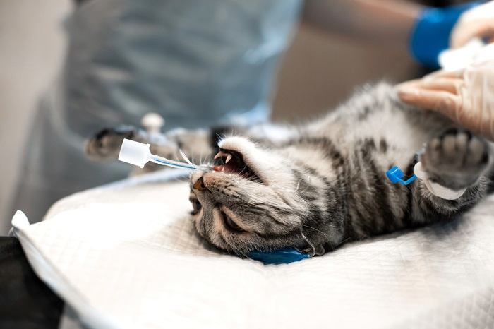 Un gato que recibe anestésicos inhalantes, posiblemente como parte de un procedimiento médico o tratamiento para una enfermedad.