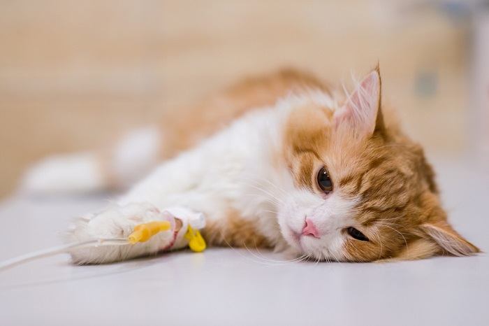 Imagen que muestra a un gato recibiendo anestesia inyectable durante un procedimiento médico.