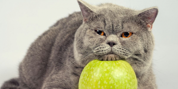 250 de los nombres de comida más lindos para gatos que aman comer bocadillos