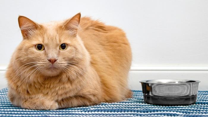 Gato con un cuenco de comida para gatos