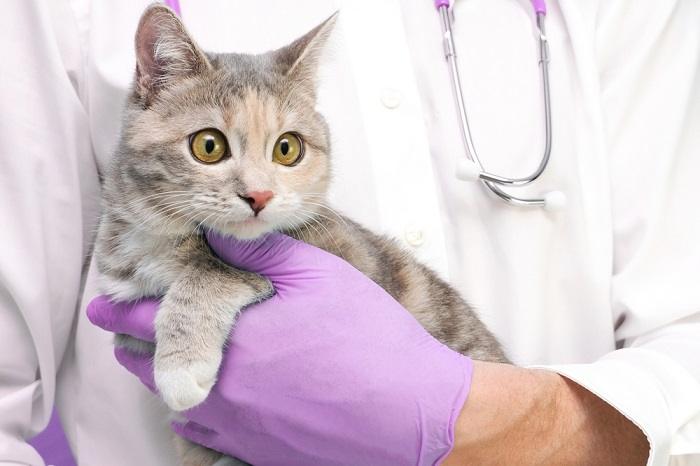 Gato en el consultorio del veterinario.