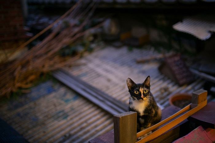 gato en el tejado