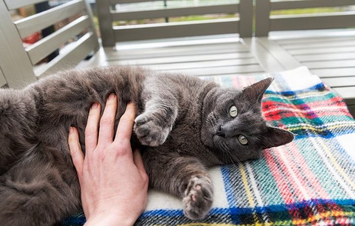 Gato disfrutando de un masaje en la barriga