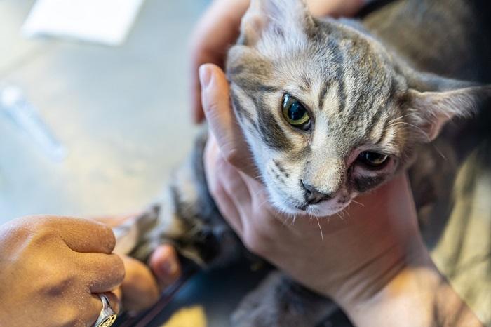 Gato sometido a un análisis de sangre.